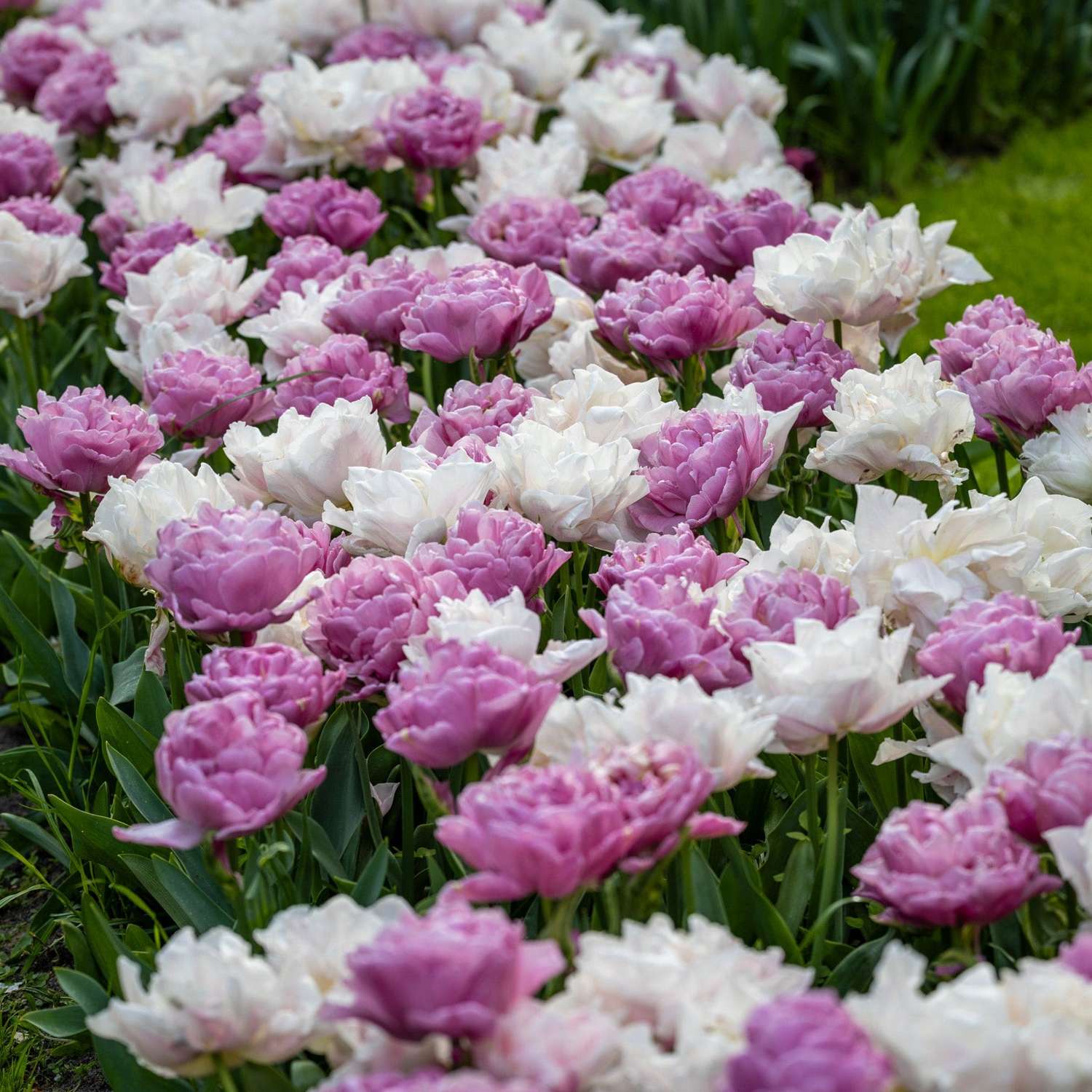 Tulpenmischung 'Purple Clouds'